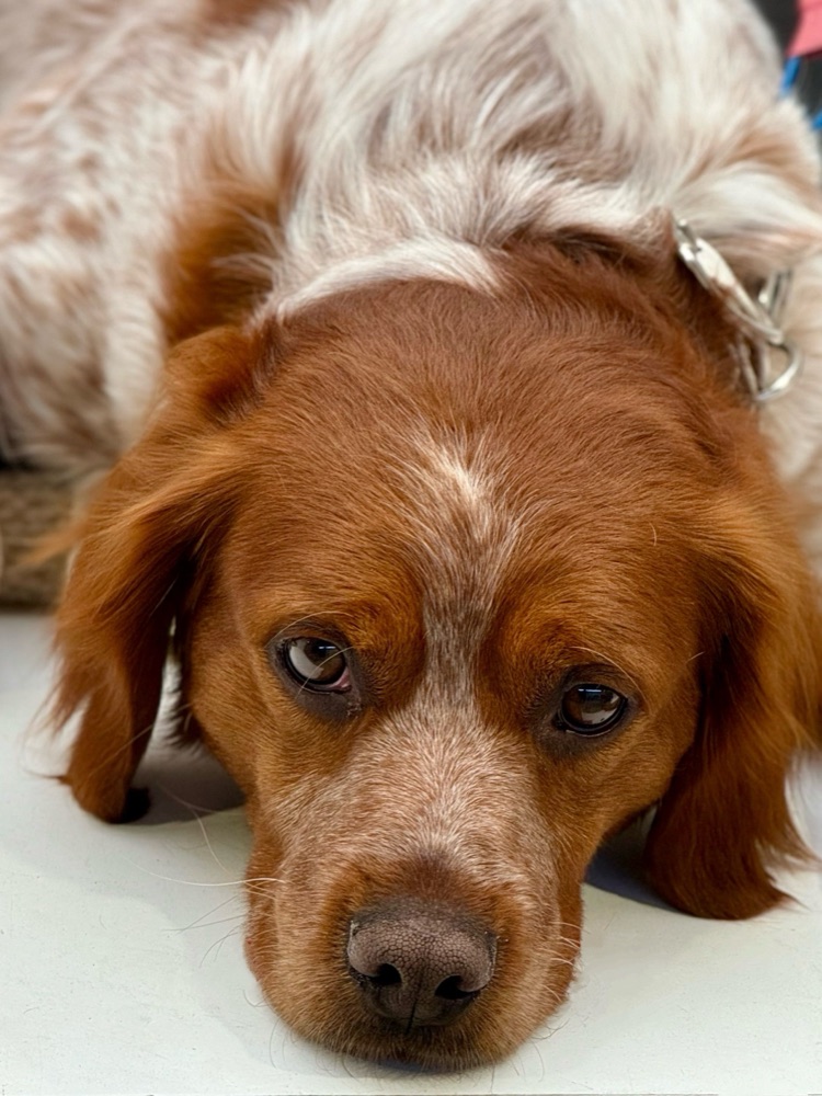 Een hond die door Stichting Dierennood is geholpen