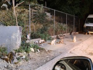 Tientallen zwerfkatten bij een voederplek langs de weg in Athene