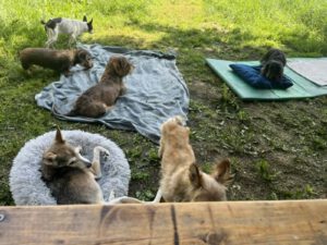Zeven honden liggen en lopen op dekens en kussens in het gras
