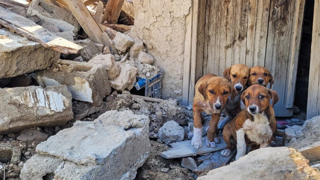 Vier honden bij elkaar tussen het puin van een ingestort gebouw in Venezuela