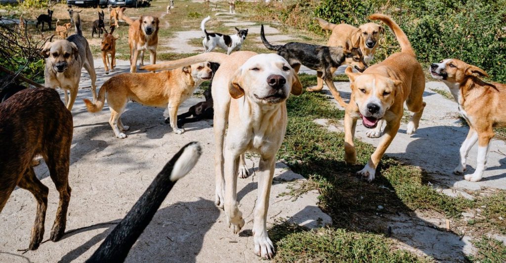Tientallen honden lopen vrij rond op het terrein