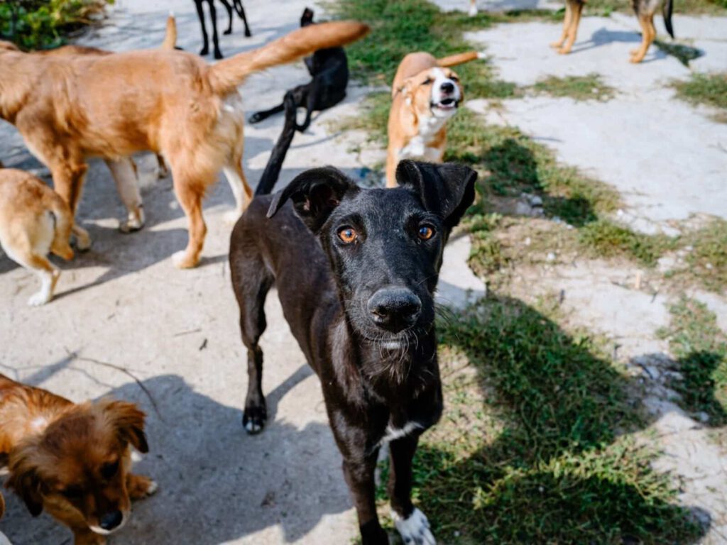 Een groep honden op het terrein van de opvang