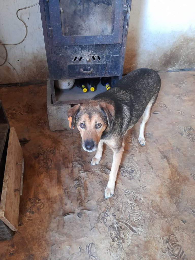 Een hond bij de houtkachel