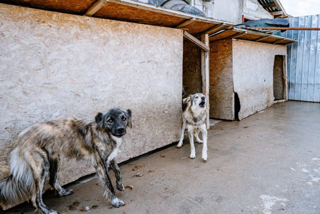 Twee honden bij de zelfgebouwde hokken
